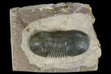 Bargain, Paralejurus Trilobite - Atchana, Morocco #119029-1